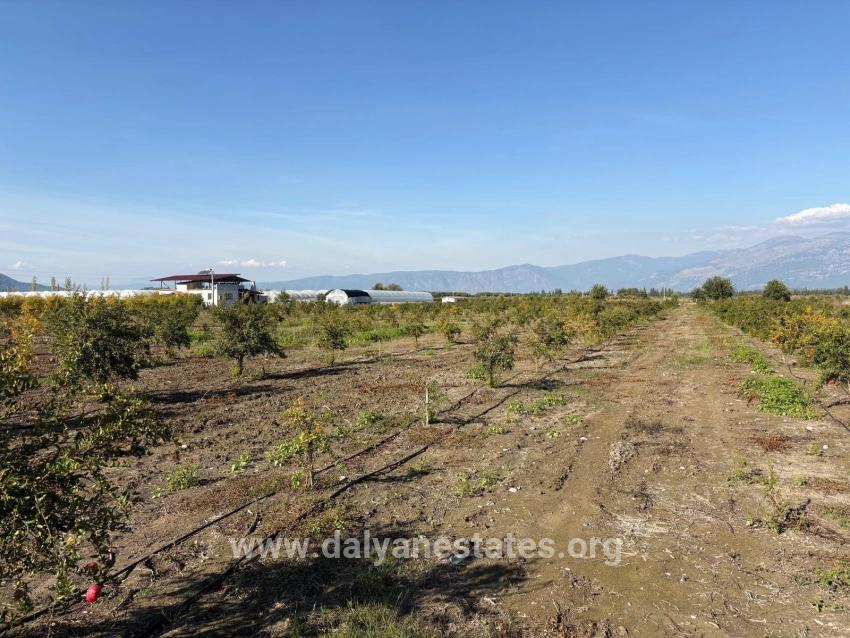 21500 M² Großer Granatapfelgarten In Eskiköy Zu Verkaufen