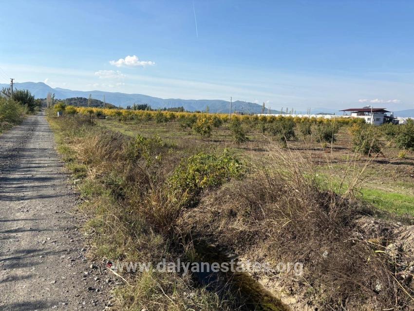 21500 M² Großer Granatapfelgarten In Eskiköy Zu Verkaufen