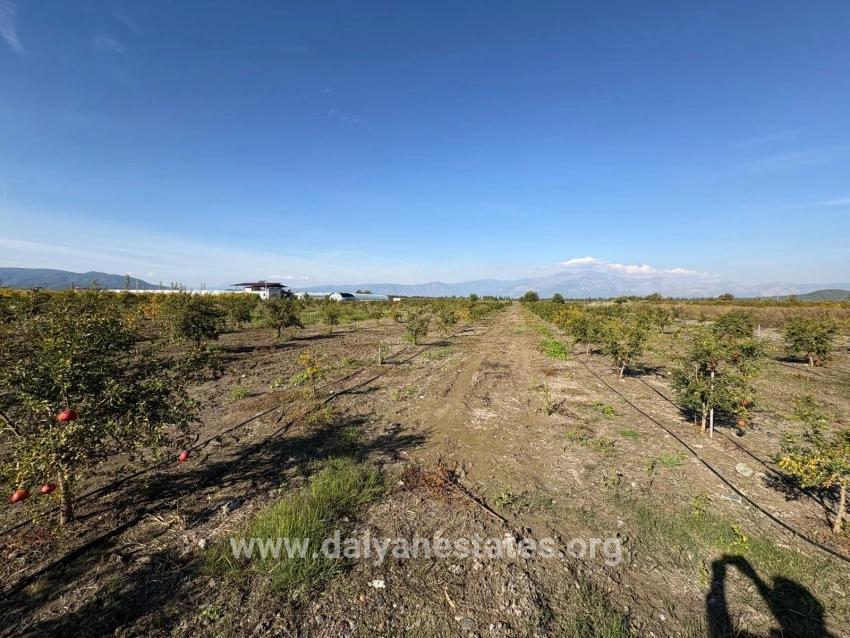 21500 M² Großer Granatapfelgarten In Eskiköy Zu Verkaufen