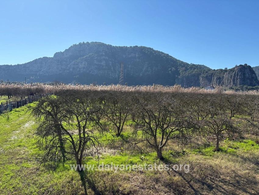 5985 M² Großes Grundstück In Dalyan Zu Verkaufen, Ausgewiesen Für 5 % Weinbau/obstbau.
