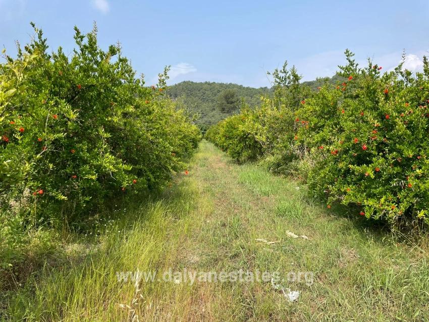 7800 M² Großes Grundstück Zum Verkauf In Gökbel, Neben Der Iztuzu Beach Road