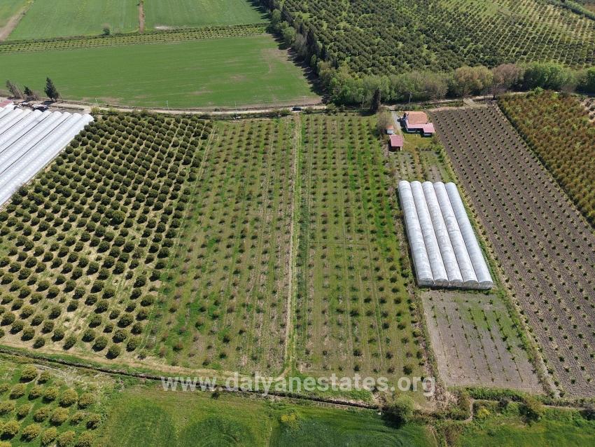 16.000 M² Großer Granatapfelgarten In Eskiköy Zu Verkaufen