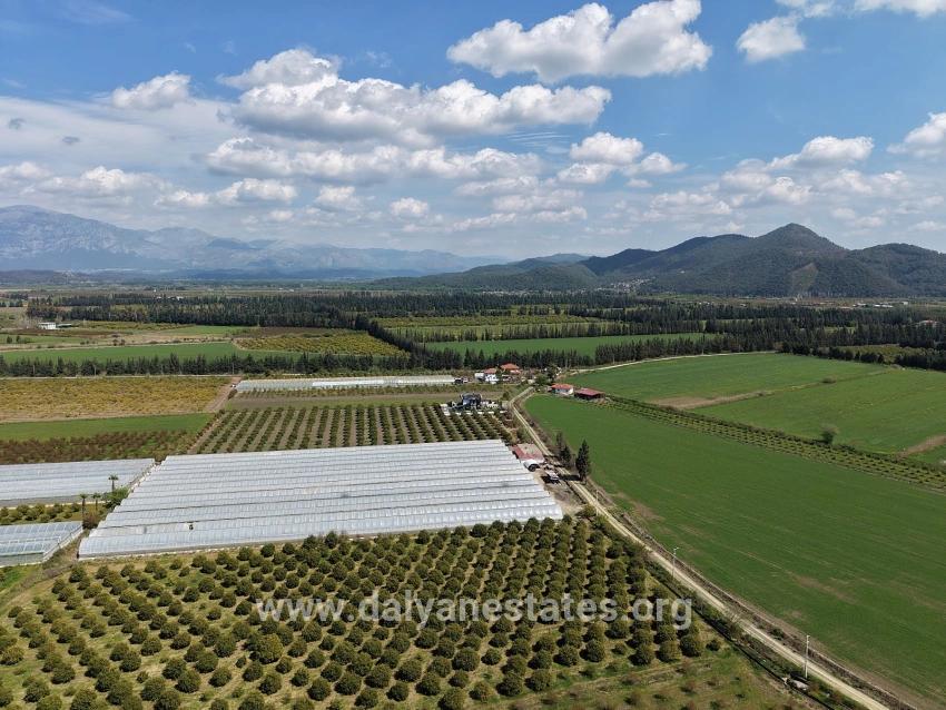 16.000 M² Großer Granatapfelgarten In Eskiköy Zu Verkaufen