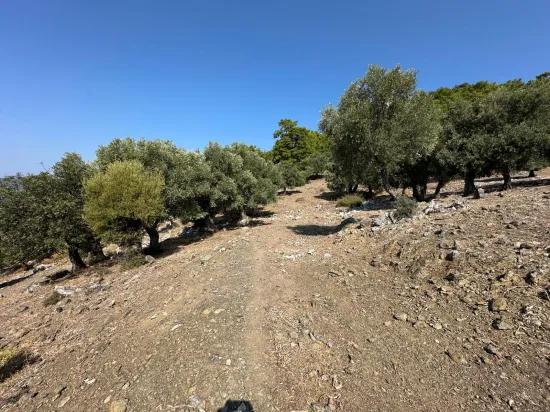 In Çandır mit Meerblick 21.000 m2 zu verkaufen 2b Feld