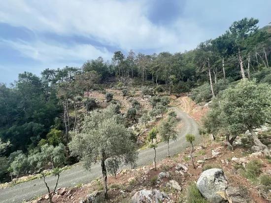 Köyceğiz Ekincik mit Meerblick 7.000m2 2b zu verkaufen Olivenhain