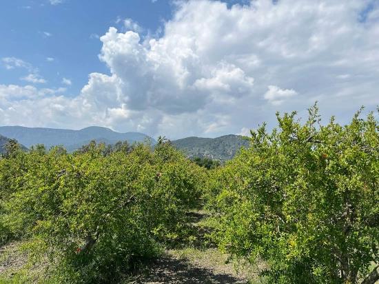 5.100 M² Großes Grundstück In Dalyan, Gebiet Maraş, Zu Verkaufen, Ausgewiesen Für 5% Wohnnutzung.