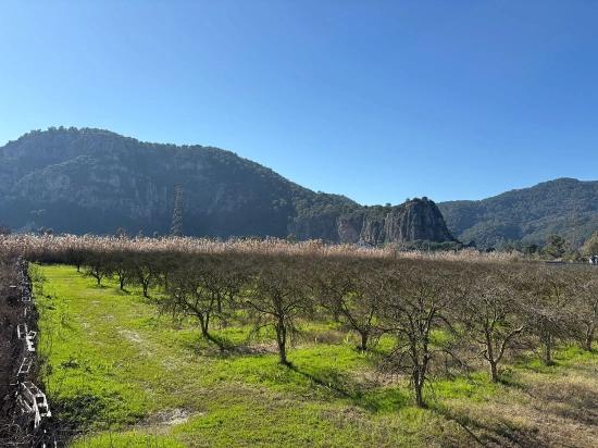 5985 M² Großes Grundstück In Dalyan Zu Verkaufen, Ausgewiesen Für 5 % Weinbau/obstbau.