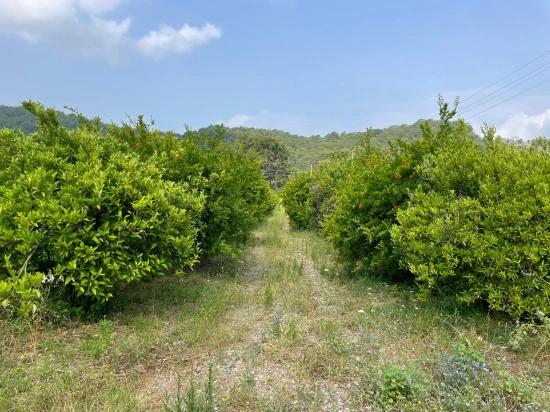 7800 M² Großes Grundstück Zum Verkauf In Gökbel, Neben Der Iztuzu Beach Road