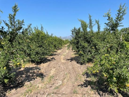 10.000 M² Großer Granatapfelgarten Zum Verkauf In Der Gegend Von Dalyan Arıkbaşı Gerendüzü.