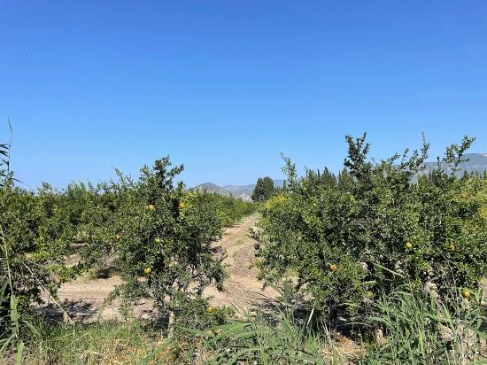 10.000 M² Großer Granatapfelgarten Zum Verkauf In Der Gegend Von Dalyan Arıkbaşı Gerendüzü.