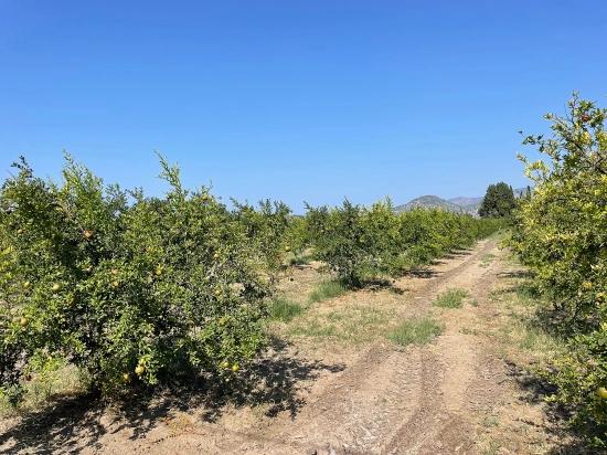 10.000 M² Großer Granatapfelgarten Zum Verkauf In Der Gegend Von Dalyan Arıkbaşı Gerendüzü.