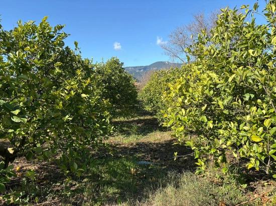Zitronenhain In Dalyan Zu Verkaufen, 16.500 M²