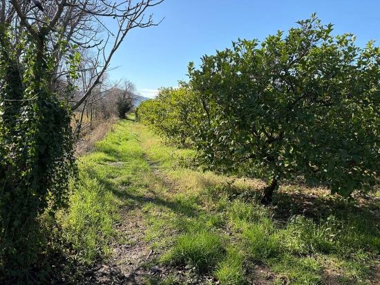 Zitronenhain In Dalyan Zu Verkaufen, 16.500 M²