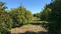 Land Zu verkaufen in Okçular Bz. Ortaca - Gehäuse-Zonierung - 2.218 m²