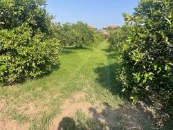 Land Zu verkaufen in Dalyan Bz. Ortaca - Gehäuse-Zonierung - 722 m²