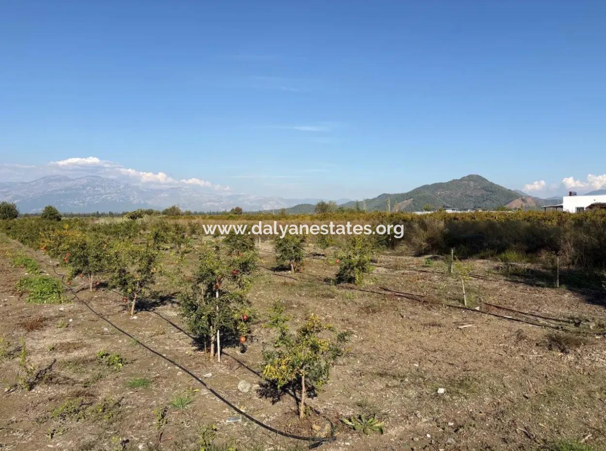21500M2 Granatapfelgarten Zum Verkauf In Eskiköy