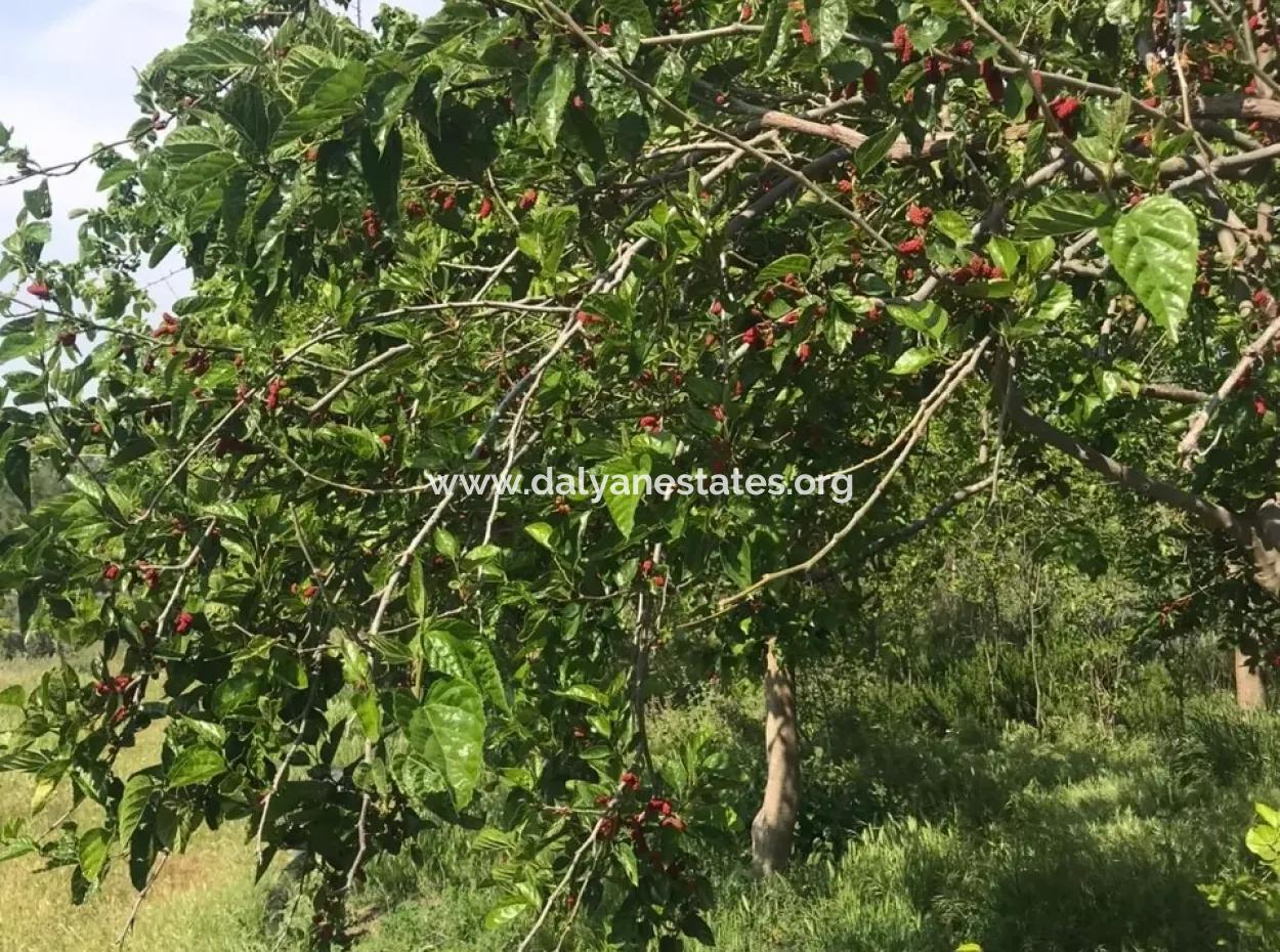 Ackerland Zum Verkauf In Seydikemer Korubuku 76000M2