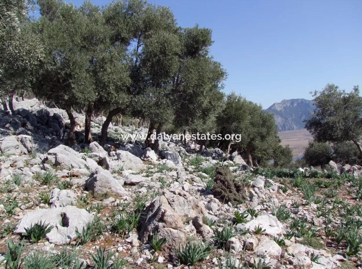 Çandır 5367M2 Farm Grundstück Zum Verkauf Mit Meerblick