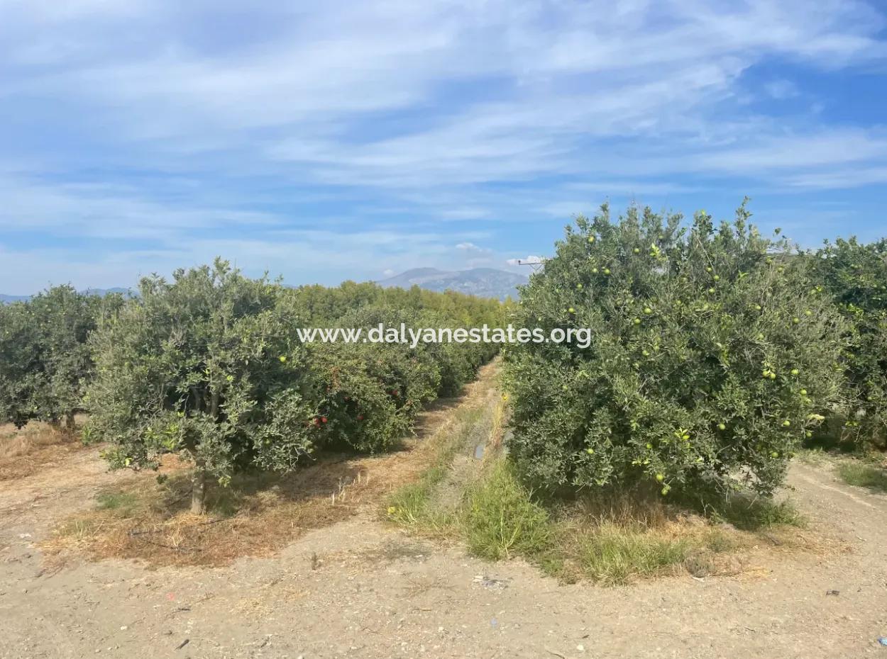 4000M2 Land Zum Verkauf In Bebautem Gebiet In Tepearasin