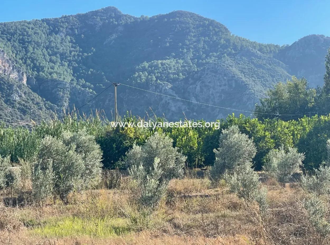 2D-Zitronengarten Zum Verkauf In Marmarli, Dalyan