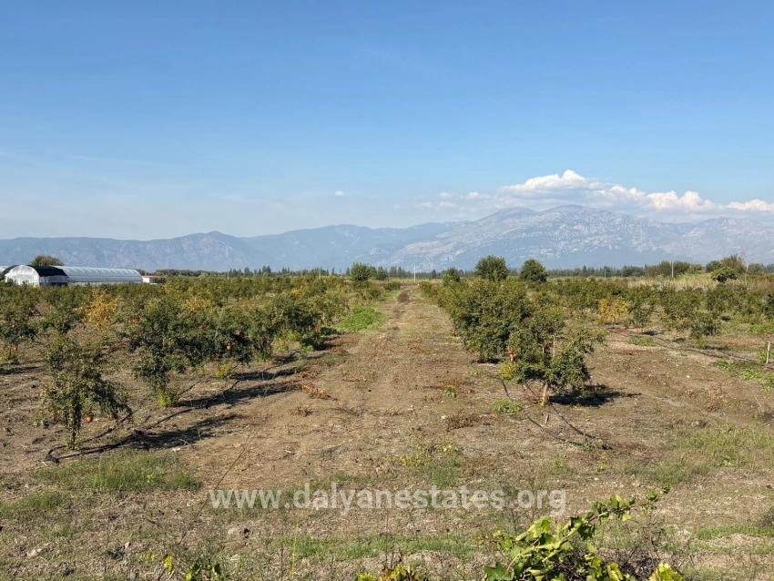 21500m2 Pomegranate Garden For Sale In Eskiköy