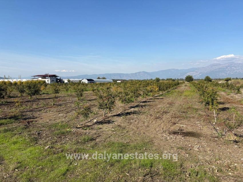 21500m2 Pomegranate Garden For Sale In Eskiköy