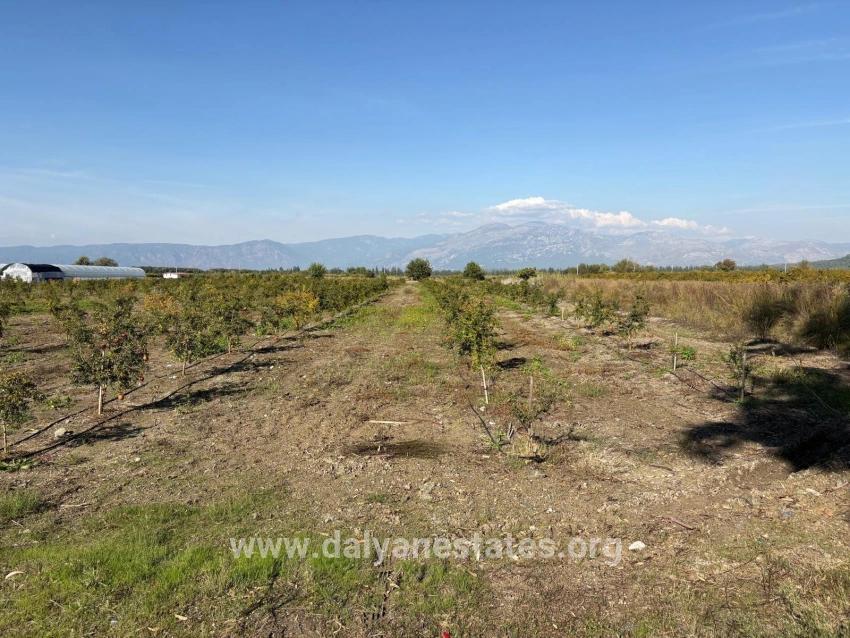 21500m2 Pomegranate Garden For Sale In Eskiköy