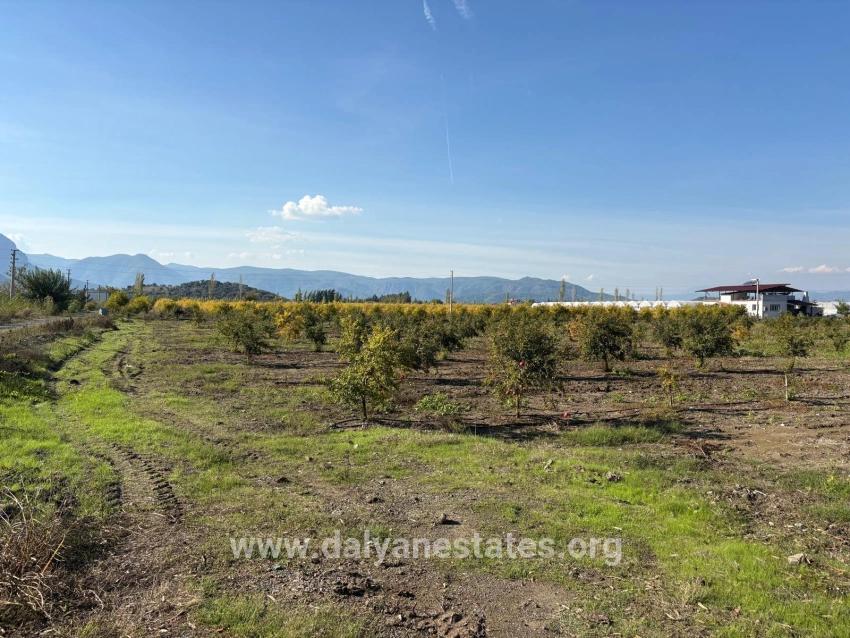 21500m2 Pomegranate Garden For Sale In Eskiköy