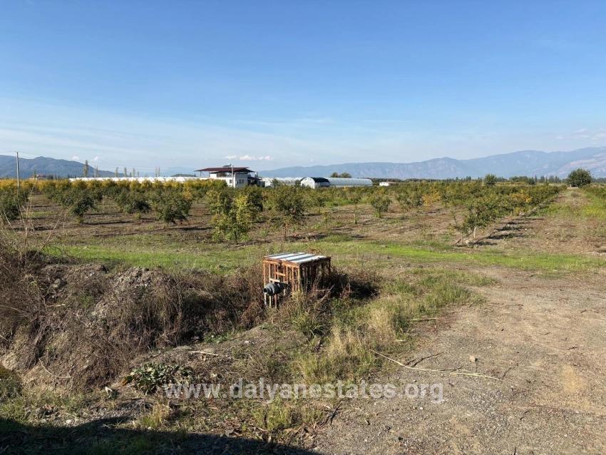 21500m2 Pomegranate Garden For Sale In Eskiköy