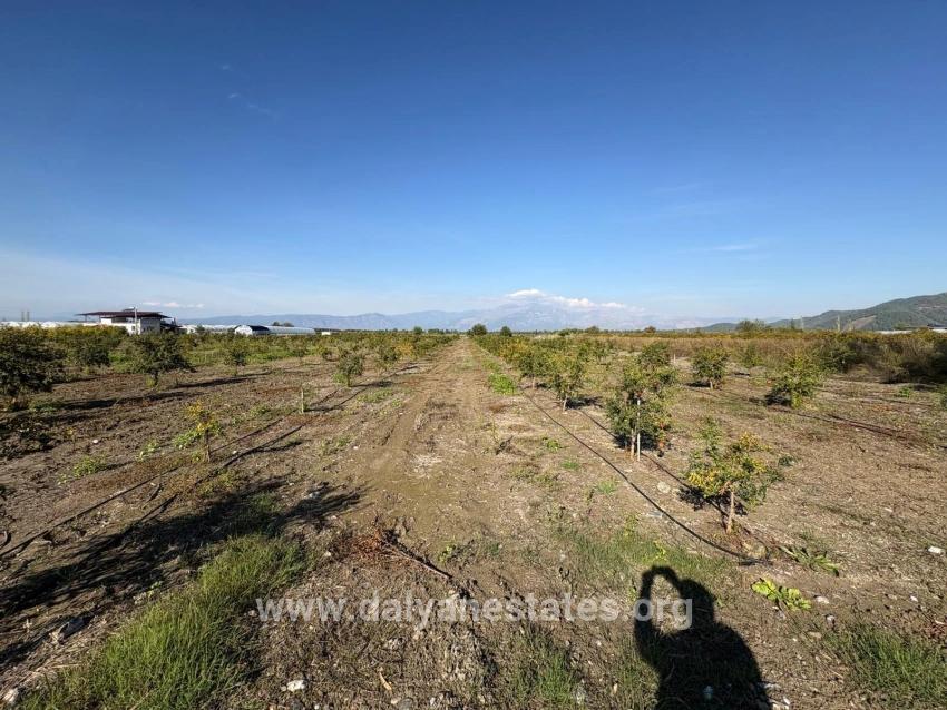 21500m2 Pomegranate Garden For Sale In Eskiköy
