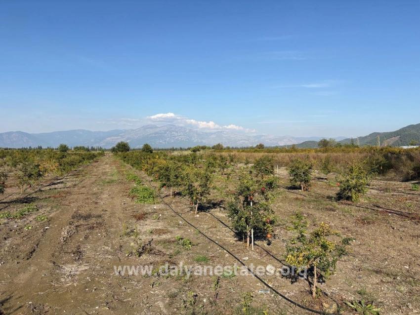 21500m2 Pomegranate Garden For Sale In Eskiköy