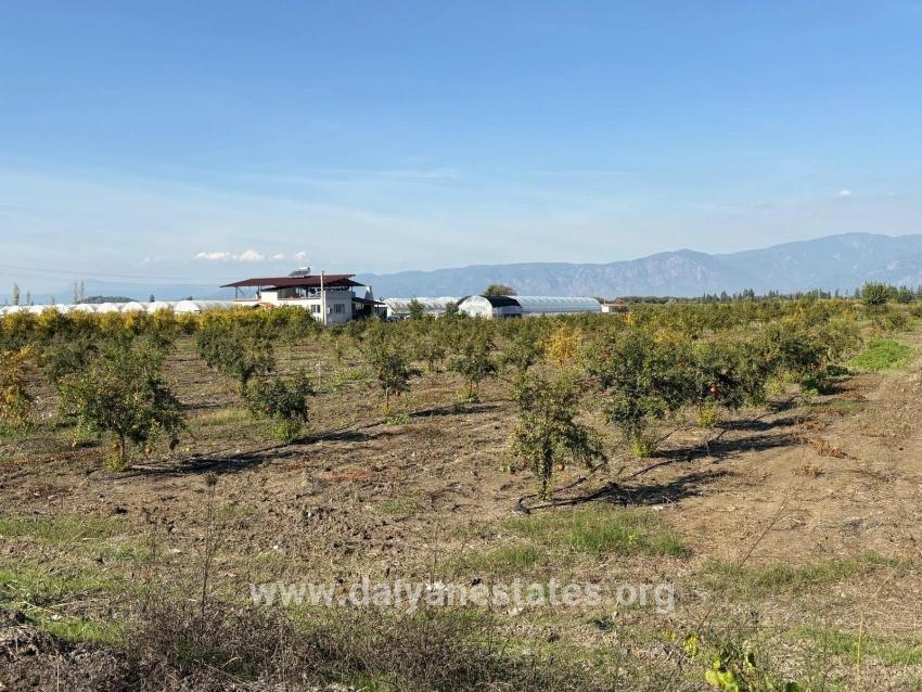 21500m2 Pomegranate Garden For Sale In Eskiköy