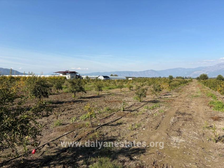 21500m2 Pomegranate Garden For Sale In Eskiköy