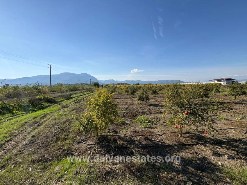 21500m2 Pomegranate Garden For Sale In Eskiköy