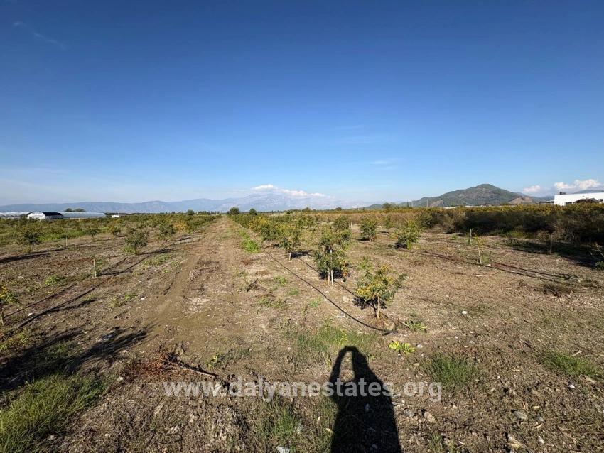 21500m2 Pomegranate Garden For Sale In Eskiköy