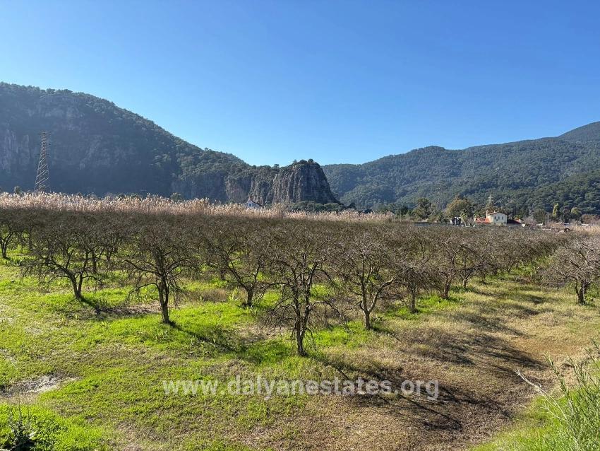 5985m2 Plot Of Land For Sale In Dalyan, Zoned For 5% Vineyard/orchard Use.