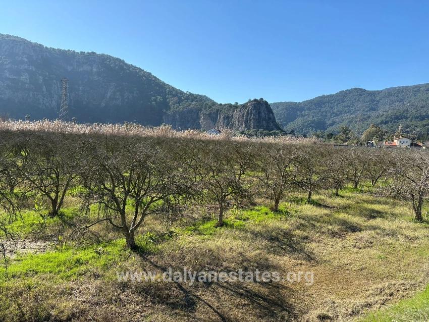 5985m2 Plot Of Land For Sale In Dalyan, Zoned For 5% Vineyard/orchard Use.