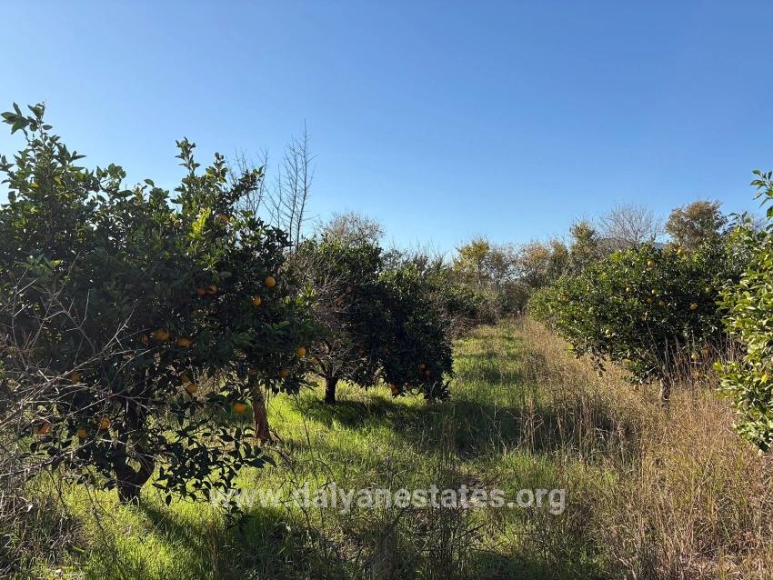 4,541 M² Garden For Sale In Dalyan.