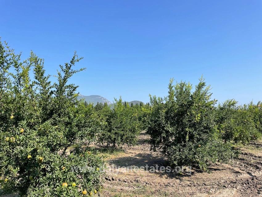 10,000 M² Pomegranate Orchard For Sale In Dalyan Arıkbaşı Gerendüzü Area.