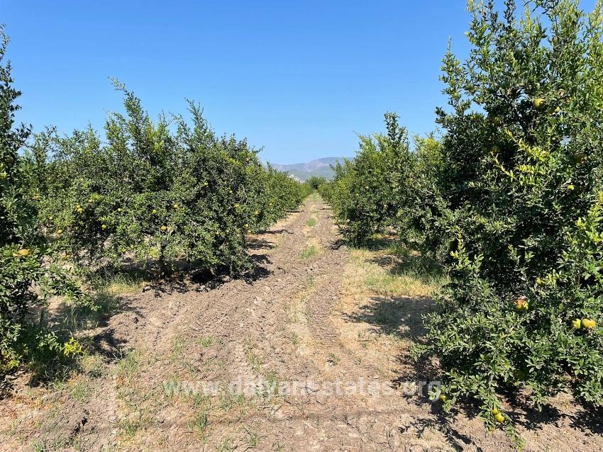 10,000 M² Pomegranate Orchard For Sale In Dalyan Arıkbaşı Gerendüzü Area.