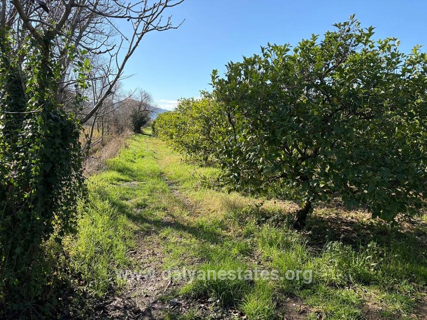 Lemon Orchard For Sale In Dalyan, 16,500 M²