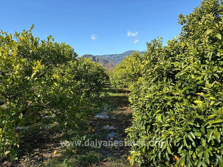 Lemon Orchard For Sale In Dalyan, 16,500 M²