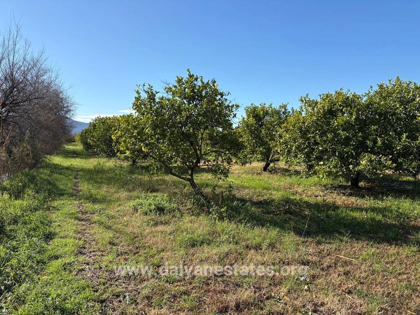 Lemon Orchard For Sale In Dalyan, 16,500 M²