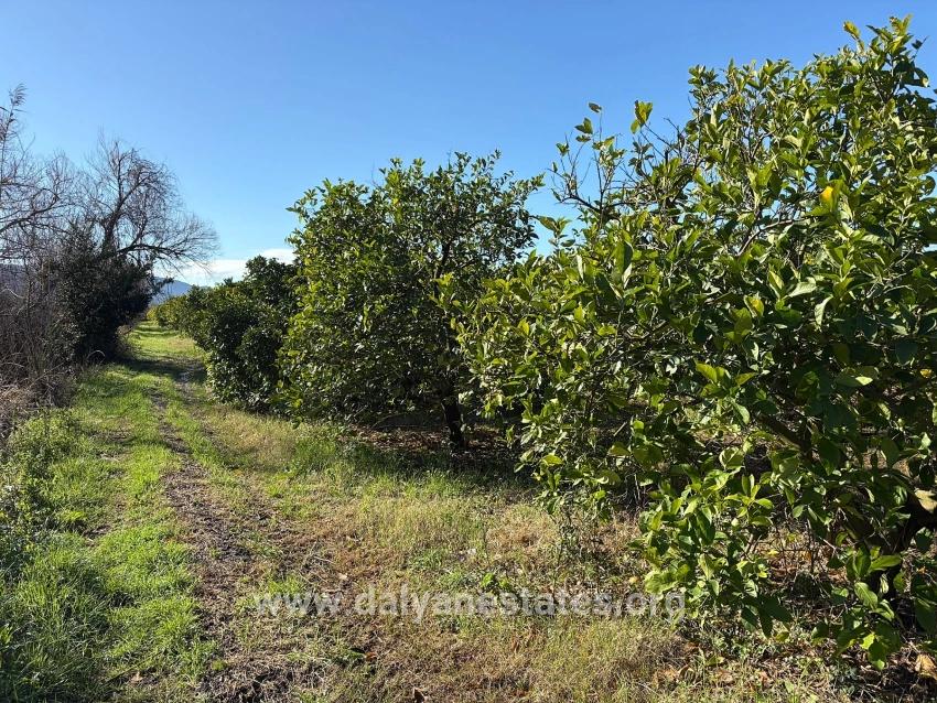Lemon Orchard For Sale In Dalyan, 16,500 M²