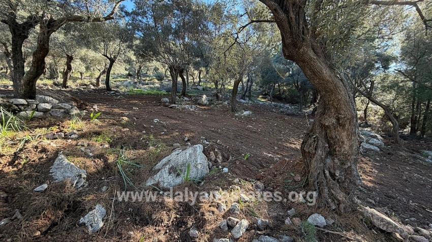 2b Field Of 5715m2 For Sale With Full Sea View In Çandır