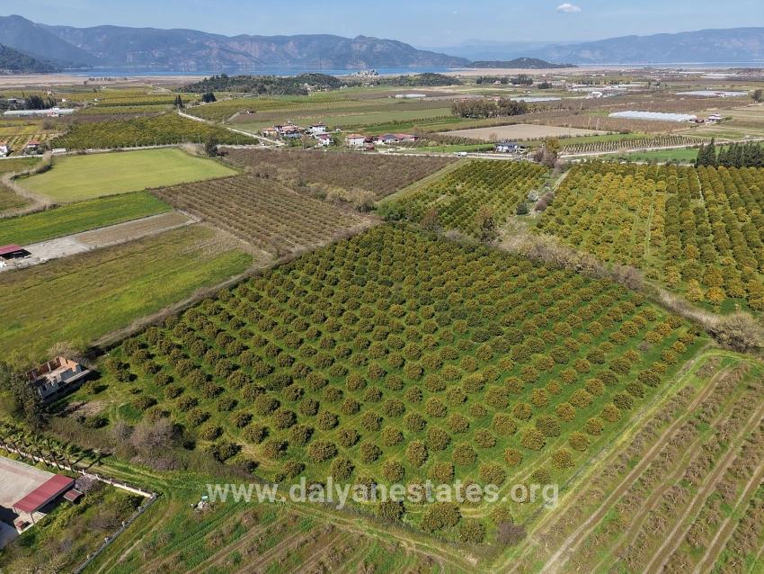 17.550m2 Vineyard-bahce For Sale Close To Dalyan Center