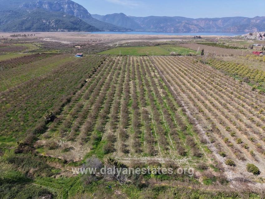 16.710m2 Pomegranate Garden For Sale With Lake View In Eskiköy