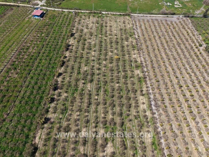 16.710m2 Pomegranate Garden For Sale With Lake View In Eskiköy