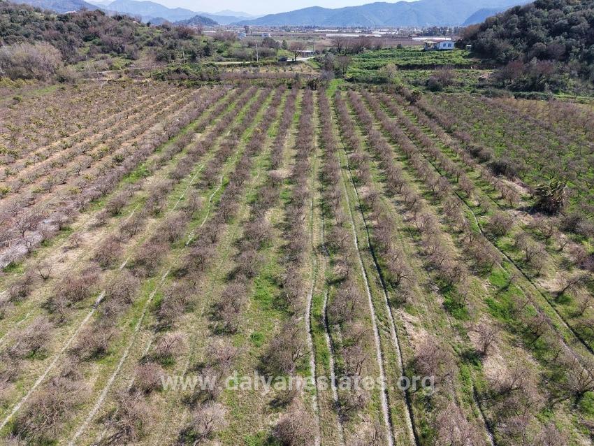 16.710m2 Pomegranate Garden For Sale With Lake View In Eskiköy