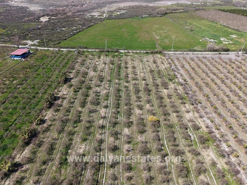16.710m2 Pomegranate Garden For Sale With Lake View In Eskiköy